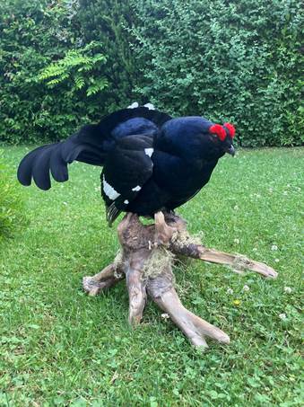 Ein Bild, das Gras, drauen, Vogel enthlt.

Automatisch generierte Beschreibung